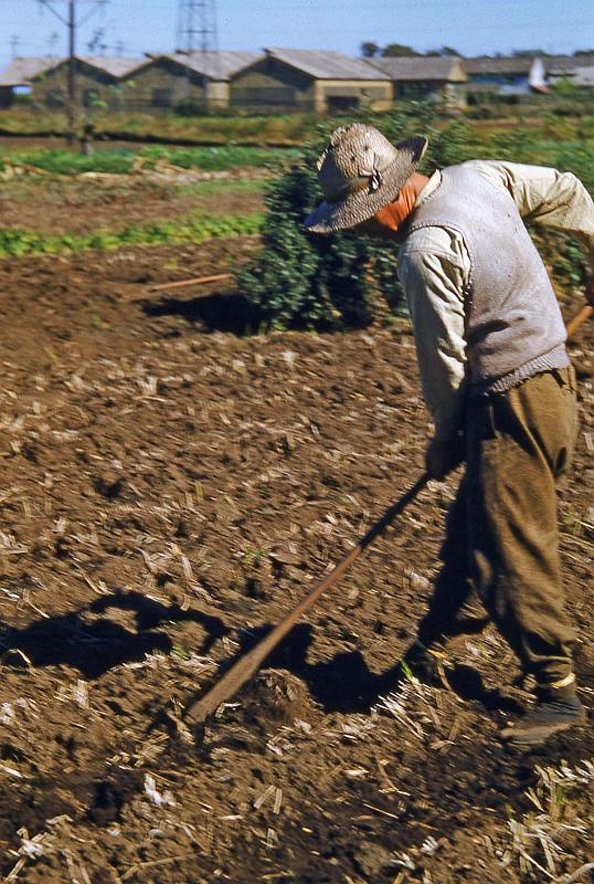 1952-3 Japan 116 Getting Ready to Plant.jpg